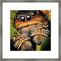 Jumping Spider Framed Print