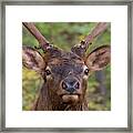Junior Elk Framed Print