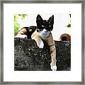 Just Chillin Tricolor Cat Framed Print