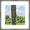 Just Yellow Framed Print
