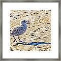 Juvenile Herring Gull Framed Print