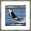 Juvenile Orca Leaping Framed Print