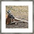 Kangaroo Framed Print