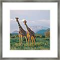 Kenya, Reticulated Giraffes In Buffalo Framed Print