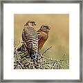 Kestrels Couple Framed Print