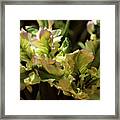 Keukenhof Gardens 19 Framed Print