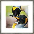 King Penguin Pair Mating, Falklands Framed Print