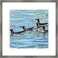 King Penguins Swimming Framed Print