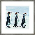 King Penguins Walking In Single File Framed Print