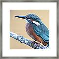 Kingfisher Framed Print