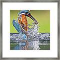 Kingfisher With Fish Framed Print