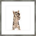 Kitten Framed Print