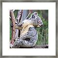 Koala In Tree Framed Print