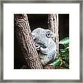 Koala Framed Print