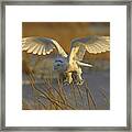 Kung Fu Snowy Owl Framed Print