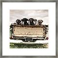 Labradors In A Vintage Truck Framed Print