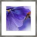 Ladybird Almost Flying Away Framed Print