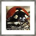 Ladybug Macro Photography Framed Print