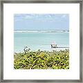 Lagoon With Dock And Palm Trees Framed Print