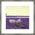 Landscape In Provence...france Framed Print