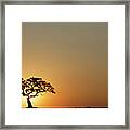 Large Fig Tree Silhouetted At Sunrise Framed Print