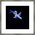 Larval Stage Of A Fish Framed Print
