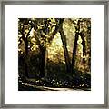 Late Afternoon Framed Print