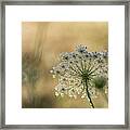 Late Summer Lace Framed Print
