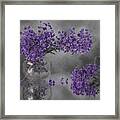 Lavender Dream Framed Print