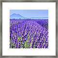 Lavender Field Close Up Framed Print