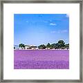 Lavender Field In The South Of France Framed Print