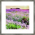 Lavender Fields - 16 Framed Print