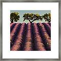 Lavender Filed Framed Print