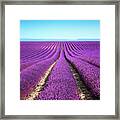 Lavender Flower Blooming Fields Endless Framed Print