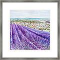 Lavender Ii Framed Print