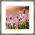 Lavender Sunrise Framed Print