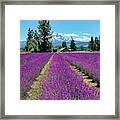 Lavender Valley Farm Framed Print