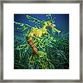 Leafy Sea Dragon - Male With Eggs Framed Print