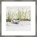 Least Tern With Chicks Framed Print