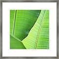 Leaves Of Banana Plant Framed Print