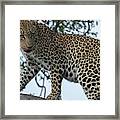 Leopard Anticipation Framed Print