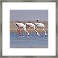 Lesser Flamingo Phoenicopterus Minor Framed Print