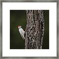 Leucistic Acorn Woodpecker Framed Print