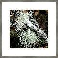 Lichen Branch Framed Print