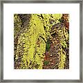 Lichen Cliff Panoramic Framed Print