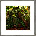 Life From Death Framed Print