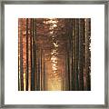 Light Burning Framed Print