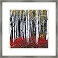 Light In Forest Framed Print