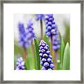 Light Spring Tones. Grape Hyacinth Framed Print