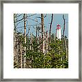 Lighthouse Between The Trees Framed Print